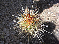 Arizona claret-cup cactus