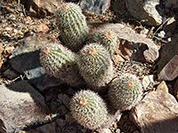 Six bonker hedgehog stems