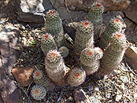 Cluster of echinocereus bonkerae