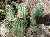 Small Boyce Thompson hedgehog cluster