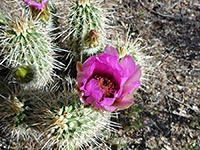 Echinocereus boyce thompsonii