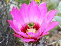 Echinocereus chisosensis