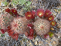 Brown flowered cactus