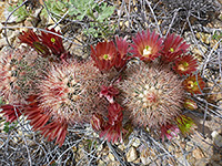 Echinocereus chloranthus