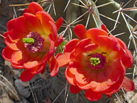 Wildflowers