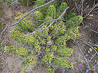 Claret cup cactus cluster