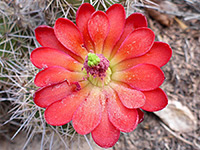 Scarlet hedgehog cactus