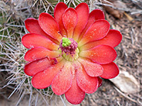 Bright red tepals