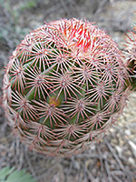 Pink spines