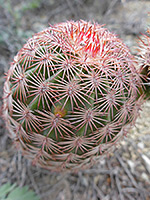 Pinkish spines