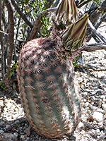 Short-spined variety of Texas rainbow cactus