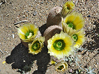 Yellow-green flowers