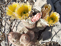 Yellow flowers