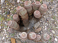 Group of pitaya stems