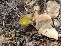 Curving stem of Davis's hedgehog cactus