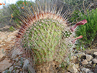 Cristate hedgehog cactus