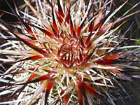 Engelmann's hedgehog cactus