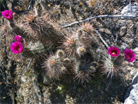 Hedgehog cactus