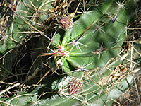 Var brevispinus - buds