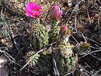 Robust hedgehog cactus