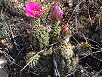 Echinocereus fasciculatus