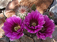 Magenta flowers