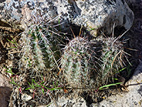 Echinocereus fendleri