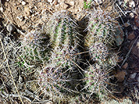 Fendler's hedgehog cactus