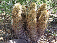 Leding's hedgehog cactus