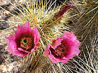 Flowers of echinocereus nicholii