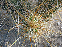 Yellowish spines