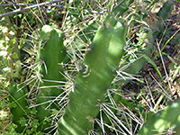 Ladyfinger cactus