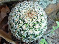 Green stem, purple candle cactus