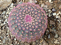 Echinocereus rigidissimus var rubispinus