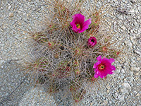 Pink flowers