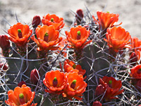 Red-orange flowers