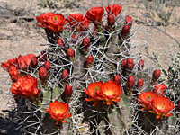 Tall Mojave mound cactus stems