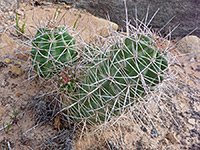 Large king cup cactus stems