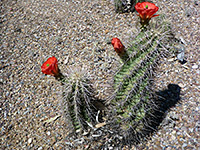 Echinocereus triglochidiatus var arizonicus