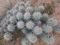 King cup cactus cluster