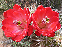 Claret cup cactus