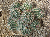 Nylon hedgehog cactus