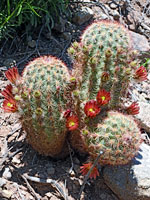 Three stems