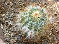 Echinocereus viridiflorus var nova