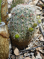 Green buds of nylon hedgehog cactus