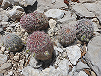 Five stems of green-flowered hedgehog cactus