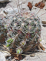 Spines and buds