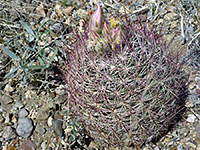 Redspine pineapple cactus