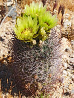 Greenish-yellow flowers, pineapple cactus