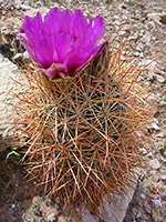 Orange spines of Johnson's pineapple cactus